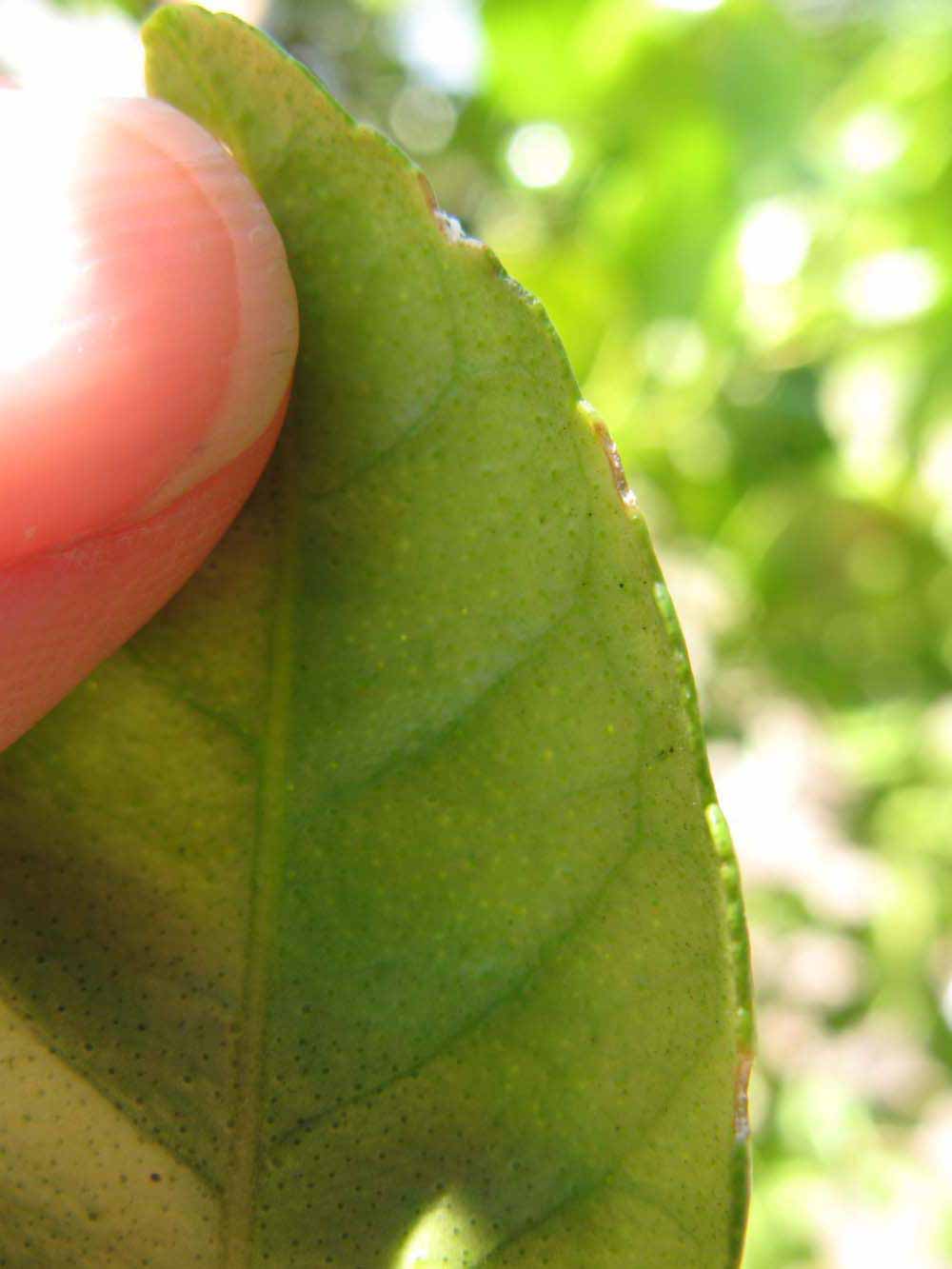              Margin (Winter Haven, FL)       